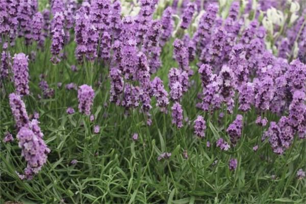 Lavender Production (BHT228)