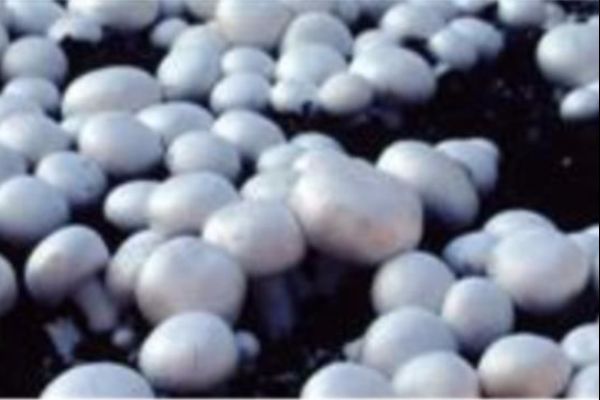 Mushroom Production (BHT310)