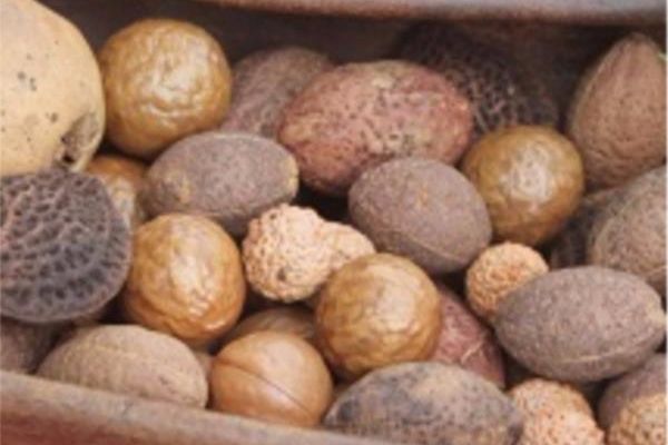 Nut Production (BHT219)